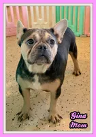 Huck Male AKC French Bulldog, a male French Bulldog for sale in North Canton, OH – 9 of 10