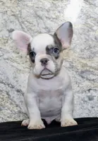 Barlow Male AKC French Bulldog, a male French Bulldog for sale in North Canton, OH – 3 of 6