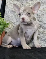 Tina Female AKC French Bulldog, a female French Bulldog for sale in North Canton, OH – 3 of 4