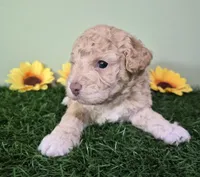 Shelby, a female Poodle - Miniature  for sale in North Canton, OH – 3 of 5