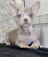 Tina Female AKC French Bulldog, a female French Bulldog for sale in North Canton, OH – 2 of 4
