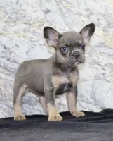 Holly Female AKC French Bulldog, a female French Bulldog for sale in North Canton, OH – 4 of 9