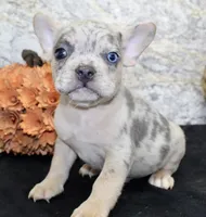 Huck Male AKC French Bulldog, a male French Bulldog for sale in North Canton, OH – 6 of 10