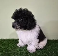 Cooper, a male Poodle - Miniature  for sale in North Canton, OH – 3 of 9