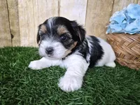 Milo, a male Yorkshire Terrier for sale in North Canton, OH – 2 of 10