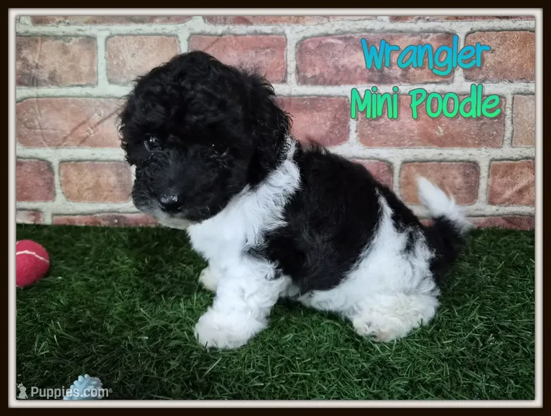 Wrangler – Poodle - Miniature  puppy for sale in North Canton, OH