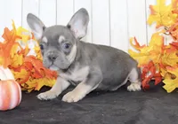 Bobbie Male AKC French Bulldog, a male French Bulldog for sale in North Canton, OH – 3 of 5