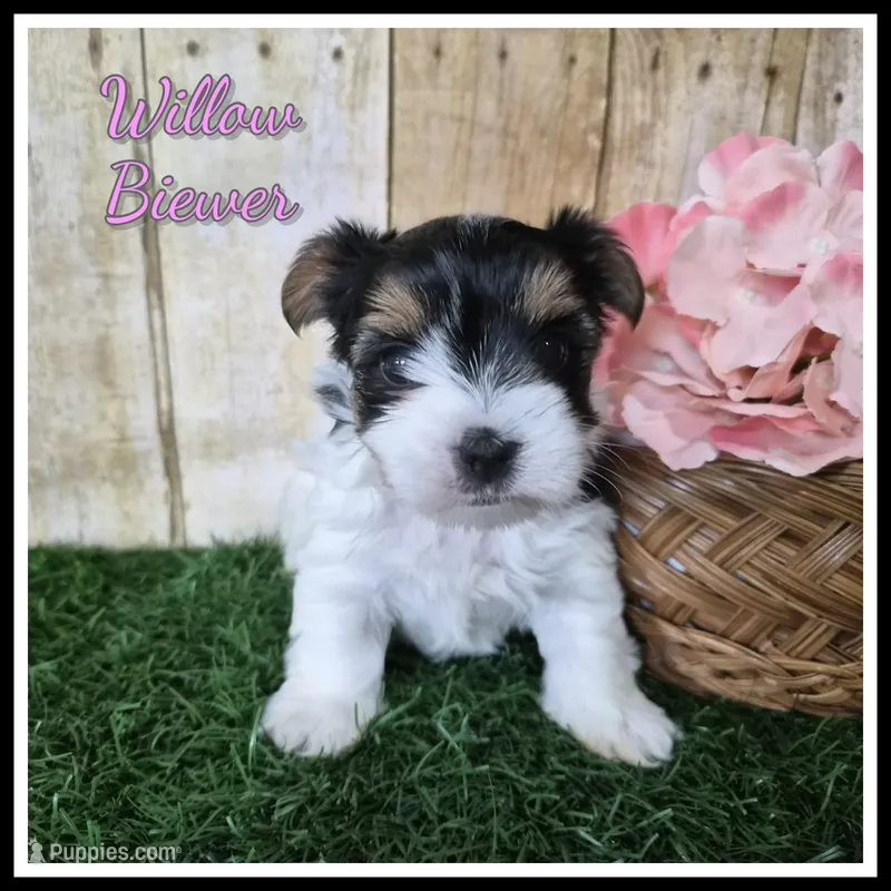 Willow – Biewer puppy for sale in North Canton, OH