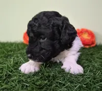 Wrangler, a male Poodle - Miniature  for sale in North Canton, OH – 3 of 5