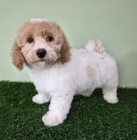 Ferrari, a male Poodle - Miniature  for sale in North Canton, OH – 5 of 8