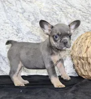 Holly Female AKC French Bulldog, a female French Bulldog for sale in North Canton, OH – 8 of 9