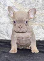 Amber Female AKC French Bulldog, a female French Bulldog for sale in North Canton, OH – 2 of 8