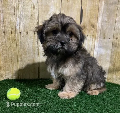 Whiskey – Shih Tzu, Shorkie puppy for sale in North Canton, OH