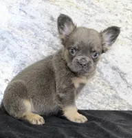 Crystal Female AKC French Bulldog, a female French Bulldog for sale in North Canton, OH – 2 of 6