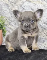 Crystal Female AKC French Bulldog, a female French Bulldog for sale in North Canton, OH – 4 of 6