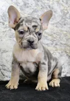 Kelly Female AKC French Bulldog, a female French Bulldog for sale in North Canton, OH – 3 of 10
