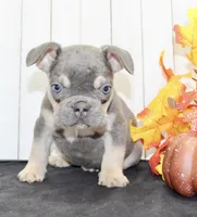 Benny Male AKC French Bulldog, a male French Bulldog for sale in North Canton, OH – 7 of 8