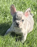 Birdie Female AKC French Bulldog, a female French Bulldog for sale in North Canton, OH – 9 of 10