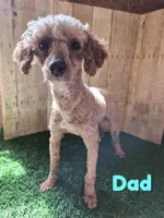 Cooper, a male Poodle - Miniature  for sale in North Canton, OH – 9 of 9