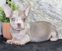 Tina Female AKC French Bulldog, a female French Bulldog for sale in North Canton, OH – 4 of 4