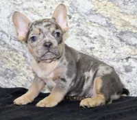 Kelly Female AKC French Bulldog, a female French Bulldog for sale in North Canton, OH – 2 of 10