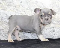 Gloria Female AKC French Bulldog, a female French Bulldog for sale in North Canton, OH – 4 of 5