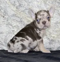 Titan Male AKC French Bulldog, a male French Bulldog for sale in North Canton, OH – 5 of 5