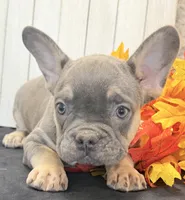 Heidi Female AKC French Bulldog, a female French Bulldog for sale in North Canton, OH – 2 of 9
