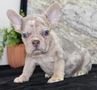 Maxx Male AKC French Bulldog, a male French Bulldog for sale in North Canton, OH – 2 of 3
