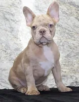Ziva Female AKC French Bulldog, a female French Bulldog for sale in North Canton, OH – 3 of 5