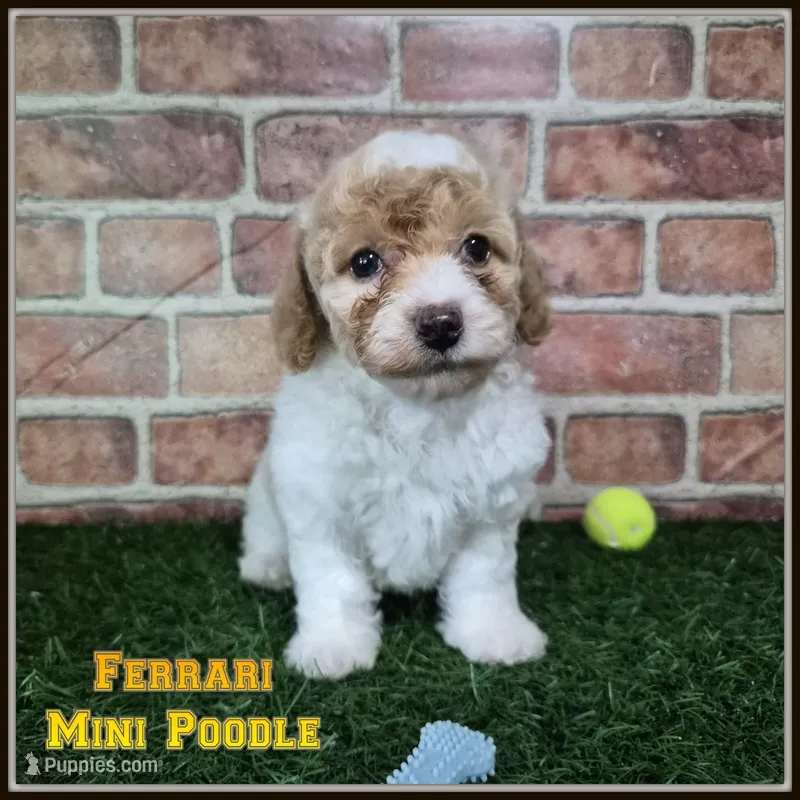 Ferrari – Poodle - Miniature  puppy for sale in North Canton, OH