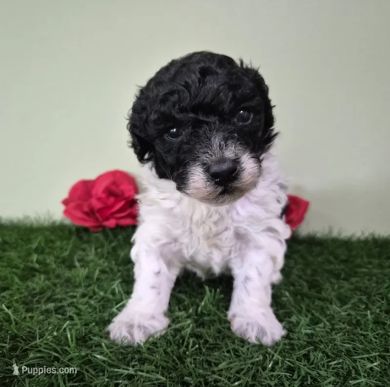 Cooper – Poodle - Miniature  puppy for sale in North Canton, OH