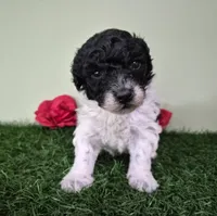 Cooper, a male Poodle - Miniature  for sale in North Canton, OH – 1 of 6