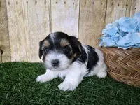 Milo, a male Yorkshire Terrier for sale in North Canton, OH – 3 of 10