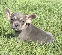 Frankie Male AKC French Bulldog, a male French Bulldog for sale in North Canton, OH – 7 of 9