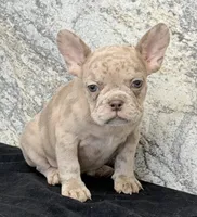 Ava Female AKC French Bulldog, a female French Bulldog for sale in North Canton, OH – 8 of 8