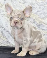 Ernie Male AKC French Bulldog, a male French Bulldog for sale in North Canton, OH – 2 of 7