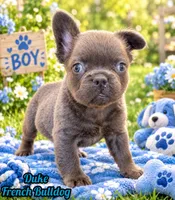 Duke Male Fluffy AKC French Bulldog, a male French Bulldog for sale in North Canton, OH – 1 of 7