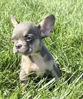 Cheri Female AKC French Bulldog, a female French Bulldog for sale in North Canton, OH – 4 of 5