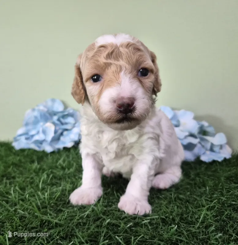 Ferrari – Poodle - Miniature  puppy for sale in North Canton, OH