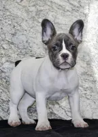 Pearl Female AKC French Bulldog, a female French Bulldog for sale in North Canton, OH – 5 of 5