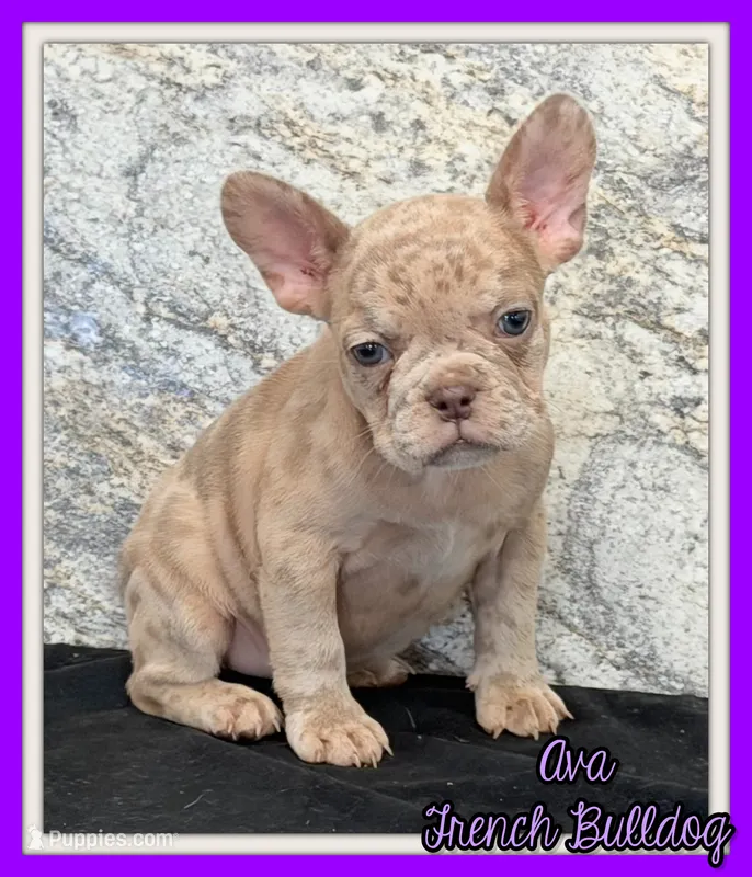 Ava Female AKC French Bulldog – French Bulldog puppy for sale in North Canton, OH