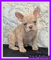 Ava Female AKC French Bulldog, a female French Bulldog for sale in North Canton, OH – 1 of 8