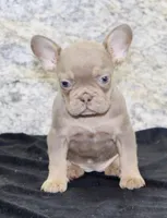 Amber Female AKC French Bulldog, a female French Bulldog for sale in North Canton, OH – 5 of 8