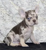 Titan Male AKC French Bulldog, a male French Bulldog for sale in North Canton, OH – 4 of 5