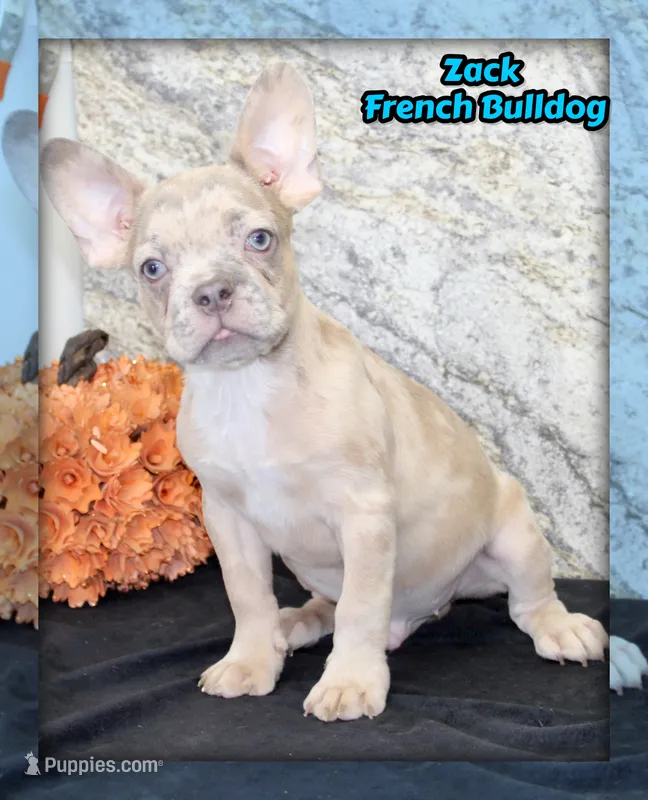 Zack Male AKC French Bulldog – French Bulldog puppy for sale in North Canton, OH