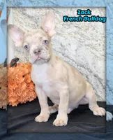 Zack Male AKC French Bulldog, a male French Bulldog for sale in North Canton, OH – 1 of 4