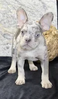 Sheila Female AKC French Bulldog, a female French Bulldog for sale in North Canton, OH – 5 of 7