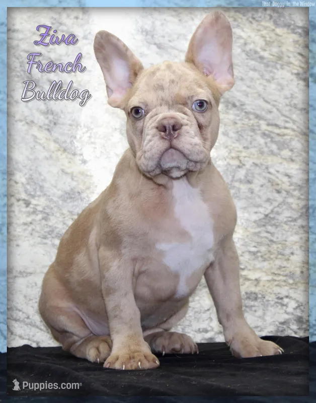 Ziva Female AKC French Bulldog – French Bulldog puppy for sale in North Canton, OH