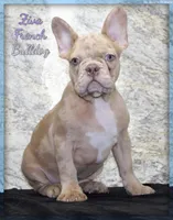 Ziva Female AKC French Bulldog, a female French Bulldog for sale in North Canton, OH – 1 of 5